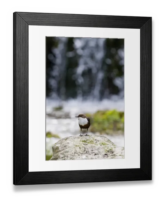 Framed Print : Dipper Cinclus cinclus Derbyshire April UK Framed Print : Dipper Cinclus cinclus Derbyshire April UK