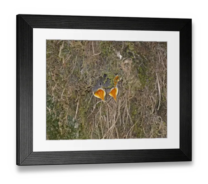 Framed Print : Dipper Cinclus cinclus chicks begging for food Derbyshire spring Framed Print : Dipper Cinclus cinclus chicks begging for food Derbyshire spring