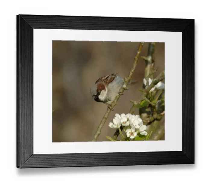 Framed Print : House Sparrow Passer domesticus, Kent spring Framed Print : House Sparrow Passer domesticus, Kent spring