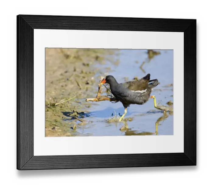 Framed Print : Moorhen carrying nest material UK May Framed Print : Moorhen carrying nest material UK May