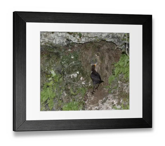 Framed Print : Dipper Cinclus cinclus feeding chicks at nest Derbyshire spring Framed Print : Dipper Cinclus cinclus feeding chicks at nest Derbyshire spring
