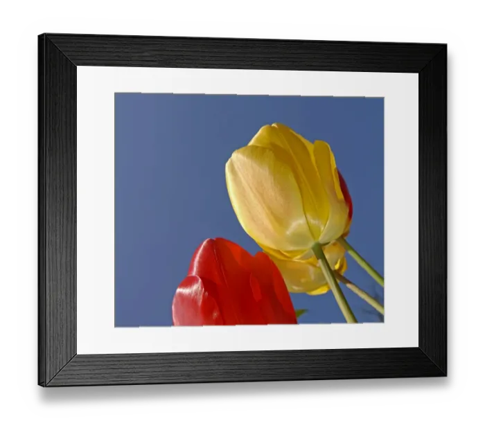 Framed Print : Tulips growing in garden, UK, April Framed Print : Tulips growing in garden, UK, April