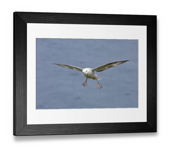 Framed Print : Fulmars Fulmarus glacialis Sumburgh Head Shetland summer Framed Print : Fulmars Fulmarus glacialis Sumburgh Head Shetland summer