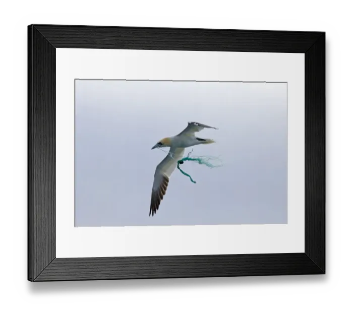 Framed Print : Gannet Sula bassana caught in fishing net Noss Shetland May Framed Print : Gannet Sula bassana caught in fishing net Noss Shetland May