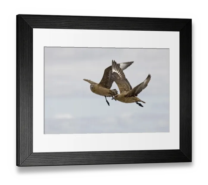 Framed Print : Great Skuas Stercorarius skua Noss Shetland summer Framed Print : Great Skuas Stercorarius skua Noss Shetland summer