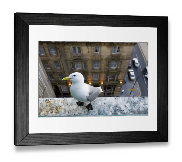 Framed Print : Black-legged Kittiwakes nesting in Nerwcastle city centre Framed Print : Black-legged Kittiwakes nesting in Nerwcastle city centre