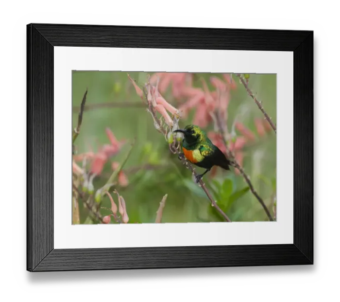 Framed Print : Beautiful Sunbird Nectarinia pulchella male Baringo Kenya Framed Print : Beautiful Sunbird Nectarinia pulchella male Baringo Kenya