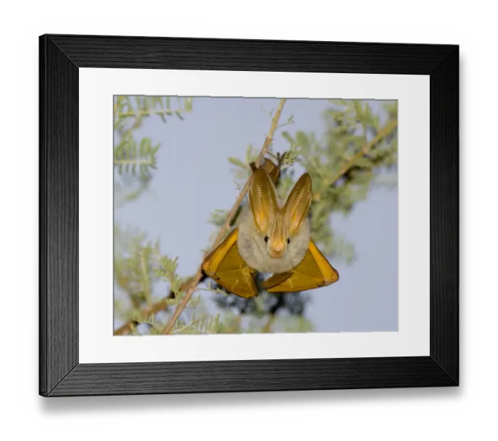 Framed Print : Straw-winged Bat Baringo Kenya Framed Print : Straw-winged Bat Baringo Kenya