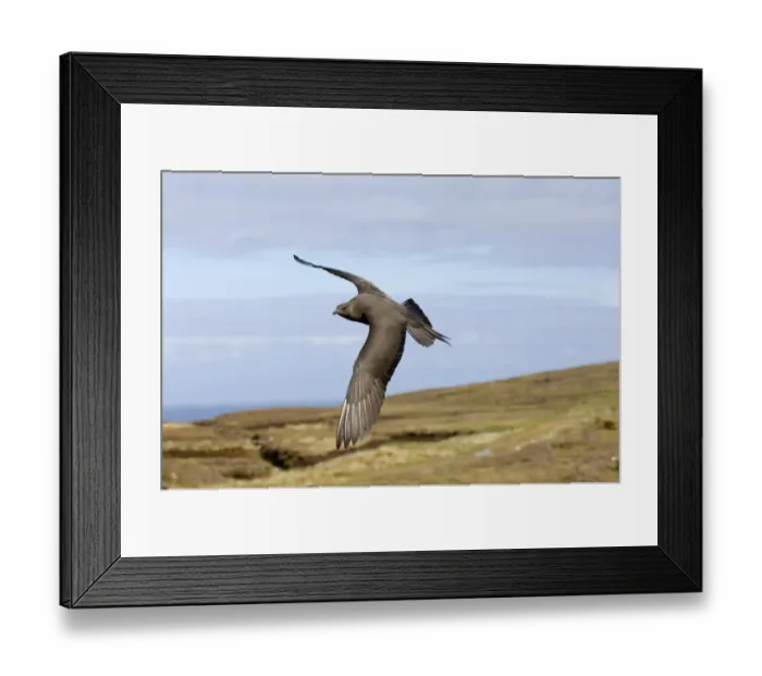 Framed Print : Arctic Skua dark morph Shetland June Framed Print : Arctic Skua dark morph Shetland June
