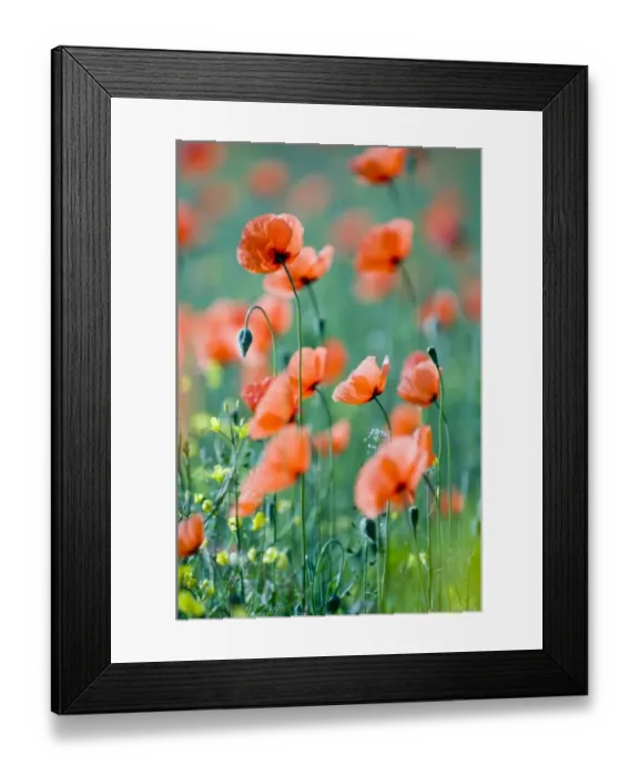 Framed Print : Field Poppies growing in rape crop Perthshire Scotland June Framed Print : Field Poppies growing in rape crop Perthshire Scotland June