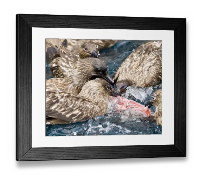 Framed Print : Great Skuas Stercorarius skua feeding on carrion Noss Shetland summer Framed Print : Great Skuas Stercorarius skua feeding on carrion Noss Shetland summer