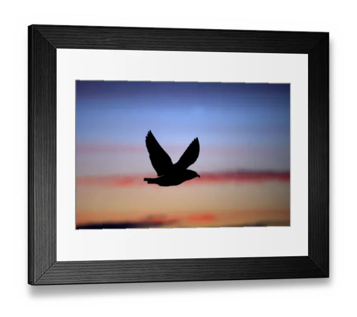 Framed Print : Great Skua (Stercorarius skua) silhouetted at dusk Hermaness NNR Unst Shetland June