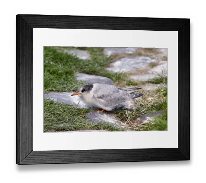 Framed Print : Arctic Tern juvenile about to fledge Farne Islands UK June Framed Print : Arctic Tern juvenile about to fledge Farne Islands UK June