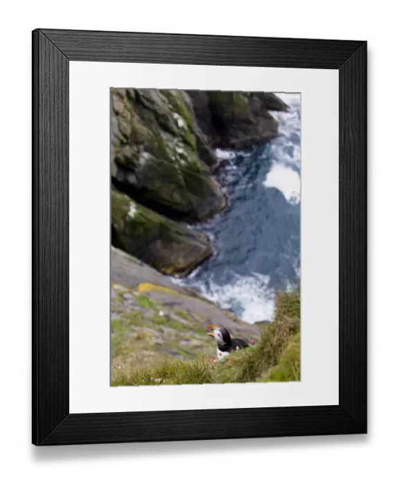 Framed Print : Puffin (Fratercula arctica) Sumburgh Head RSPB Res Shetland Scotland UK summer Framed Print : Puffin (Fratercula arctica) Sumburgh Head RSPB Res Shetland Scotland UK summer