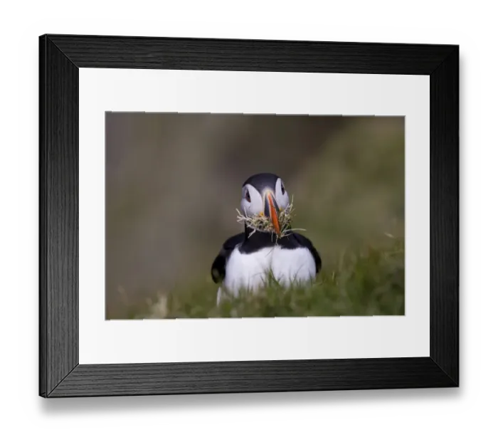 Framed Print : Puffin (Fratercula arctica) with nest material Shetland Scotland June Framed Print : Puffin (Fratercula arctica) with nest material Shetland Scotland June