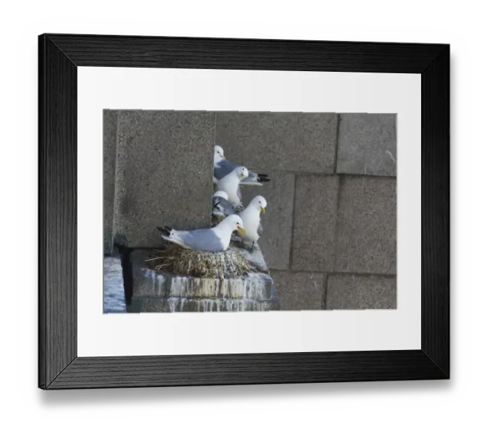 Framed Print : Kittiwakes Risa tridactyla on Tyne Bridge Newcastle City Centre