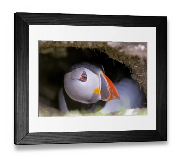 Framed Print : Puffin Fratercula arctica peering from burrow Shetland June