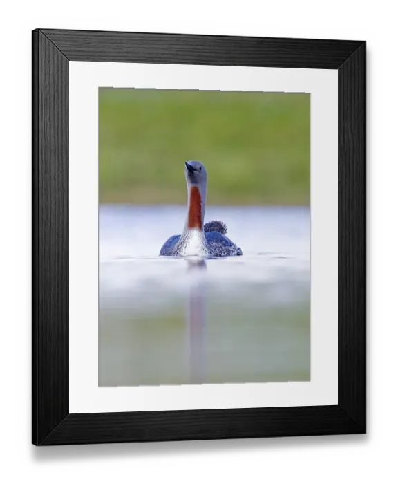 Framed Print : Red-throated Diver Gavia stellata Loch Funzie Fetlar Shetland June Framed Print : Red-throated Diver Gavia stellata Loch Funzie Fetlar Shetland June