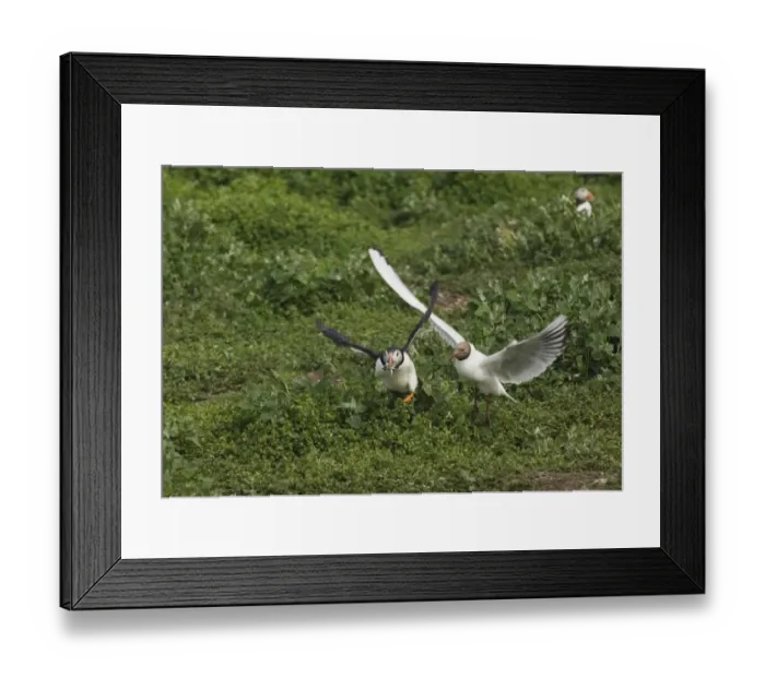 Framed Print : Black-headed Gull chasing Puffin with sandeels Farne Islands Northumberland