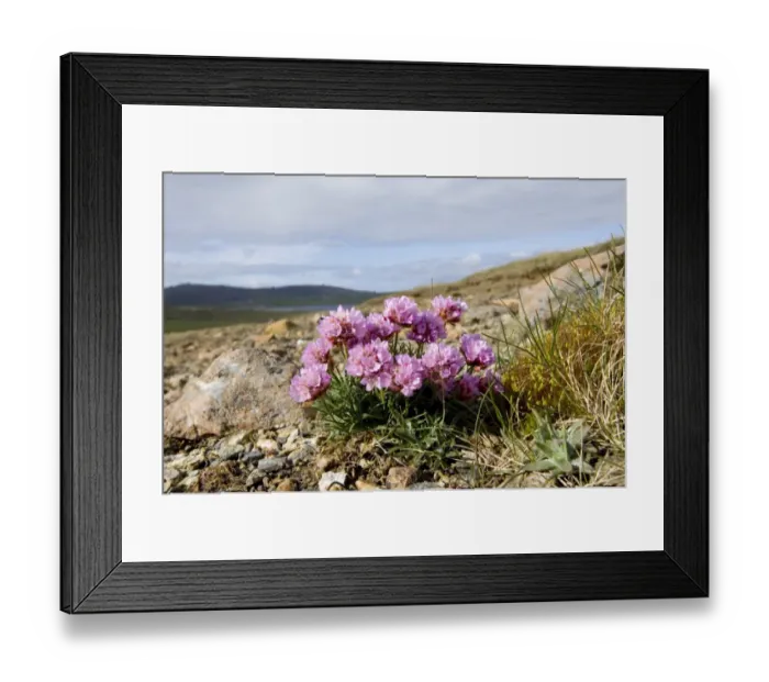 Framed Print : Thrift (Sea Pinks) growing on Keen of Hamar NNR Unst Shetland Scotland May Framed Print : Thrift (Sea Pinks) growing on Keen of Hamar NNR Unst Shetland Scotland May