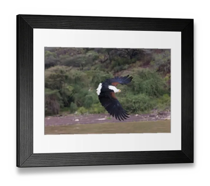 Framed Print : African Fish Eagle Hallaeetus vocifer Lake Baringo Kenya Africa Framed Print : African Fish Eagle Hallaeetus vocifer Lake Baringo Kenya Africa