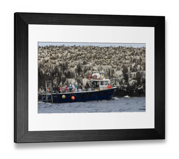 Framed Print : tourists viewing Guillemot colony Uria aalge Staple Island Farne Islands Northumberland Framed Print : tourists viewing Guillemot colony Uria aalge Staple Island Farne Islands Northumberland