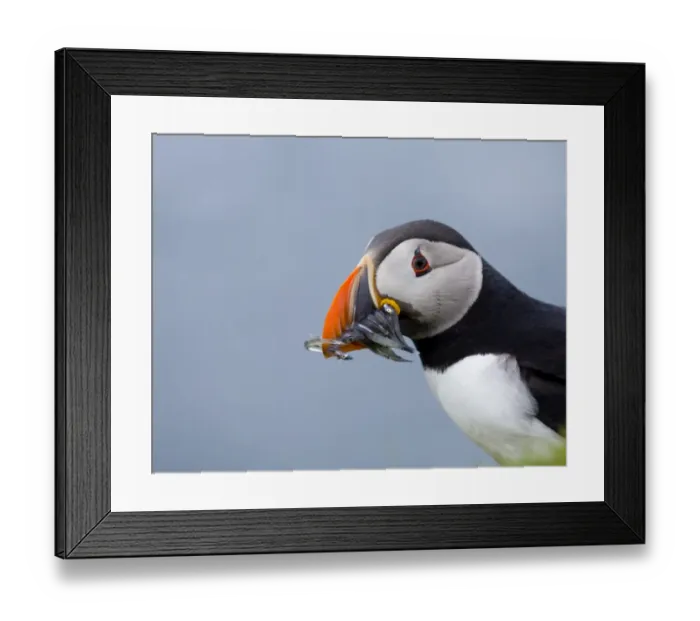 Framed Print : Atlantic Puffin Fratercula arctica with sand eels Hermaness Unst Shetland May Framed Print : Atlantic Puffin Fratercula arctica with sand eels Hermaness Unst Shetland May