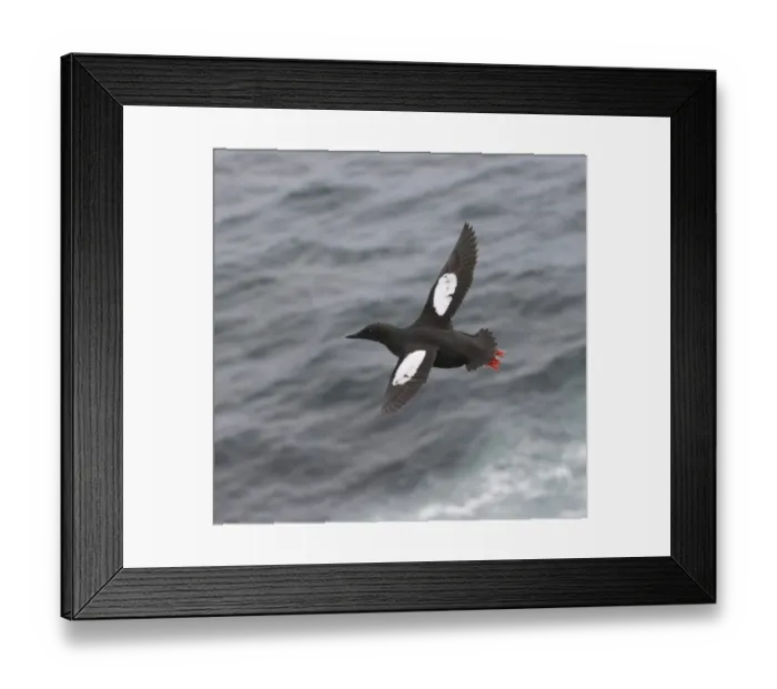 Framed Print : Black Guilemot Mousa Shetland summer Framed Print : Black Guilemot Mousa Shetland summer