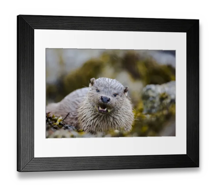 Framed Print : Otter Lutra lutra eating crab Shetland June Framed Print : Otter Lutra lutra eating crab Shetland June