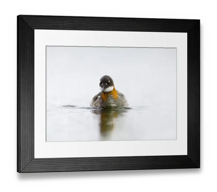 Framed Print : Red-necked Phalarope female Loch Funzie Shetland June Framed Print : Red-necked Phalarope female Loch Funzie Shetland June