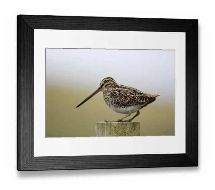 Framed Print : Faroese Snipe (Gallinago gallinago) Shetland summer Framed Print : Faroese Snipe (Gallinago gallinago) Shetland summer