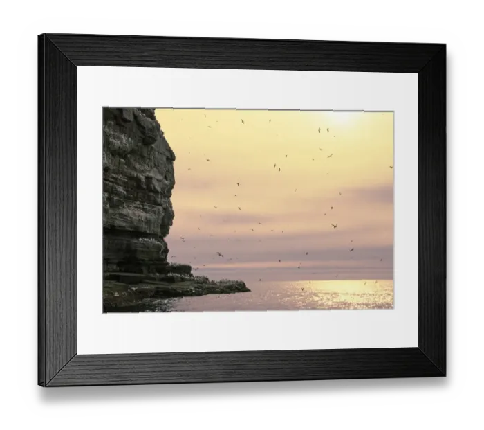 Framed Print : The Noup of Noss, seabird cliffs (mainly Gannets in pic) Shetland spring Framed Print : The Noup of Noss, seabird cliffs (mainly Gannets in pic) Shetland spring