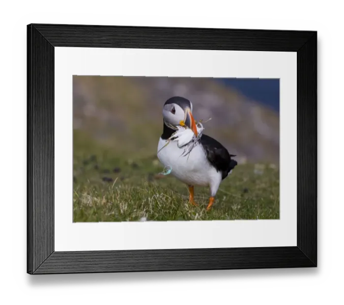 Framed Print : Puffin (Fratercula arctica) Shetland Scotland June Framed Print : Puffin (Fratercula arctica) Shetland Scotland June