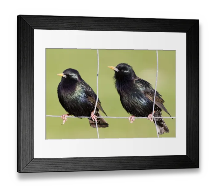 Framed Print : Starlings Sturnus vulgaris UK May Framed Print : Starlings Sturnus vulgaris UK May