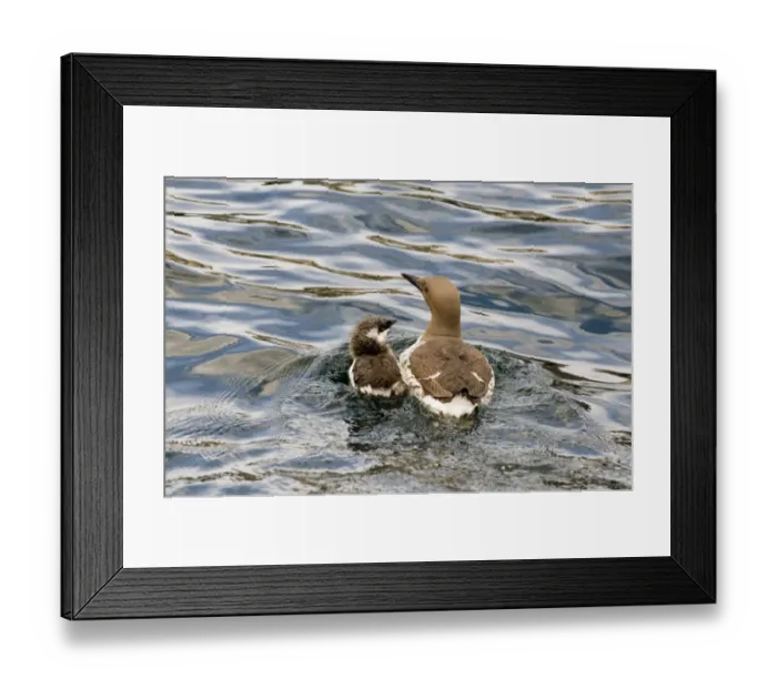 Framed Print : Guillemot Uria aalge with chick at sea off Farne Islands Northumberland July Framed Print : Guillemot Uria aalge with chick at sea off Farne Islands Northumberland July