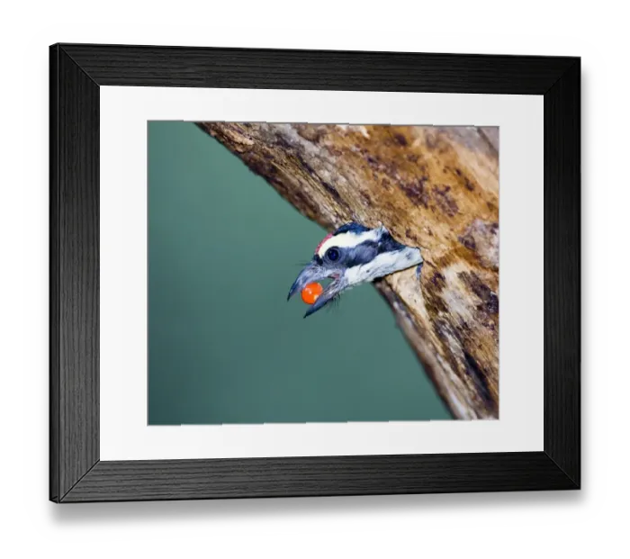Framed Print : Red-fronted Barbet at nest hole Baringo Kenya Framed Print : Red-fronted Barbet at nest hole Baringo Kenya