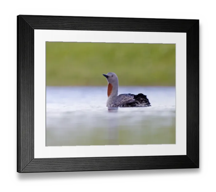 Framed Print : Red-throated Diver Gavia stellata Loch Funzie Fetlar Shetland June Framed Print : Red-throated Diver Gavia stellata Loch Funzie Fetlar Shetland June