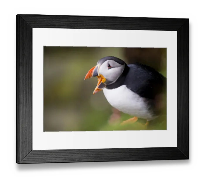 Framed Print : Puffin (Fratercula arctica) Shetland Scotland UK summer Framed Print : Puffin (Fratercula arctica) Shetland Scotland UK summer