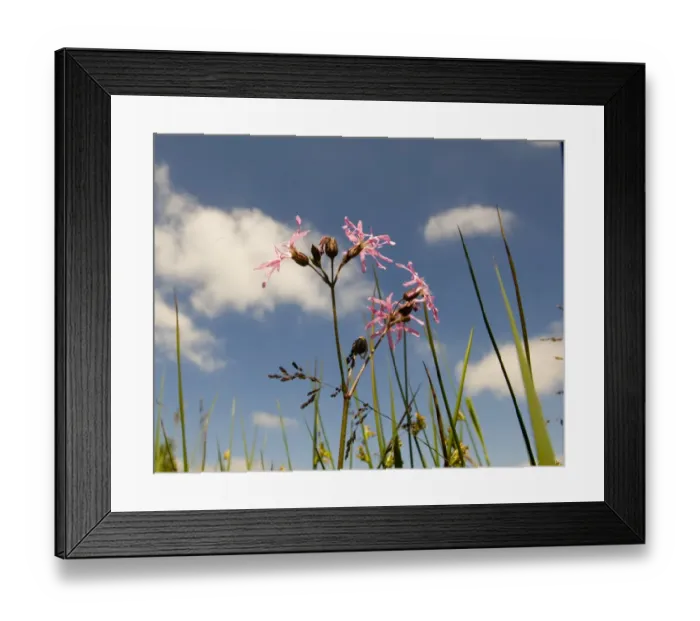 Framed Print : Ragged Robin in Meadow Marsh Minsmere June Framed Print : Ragged Robin in Meadow Marsh Minsmere June