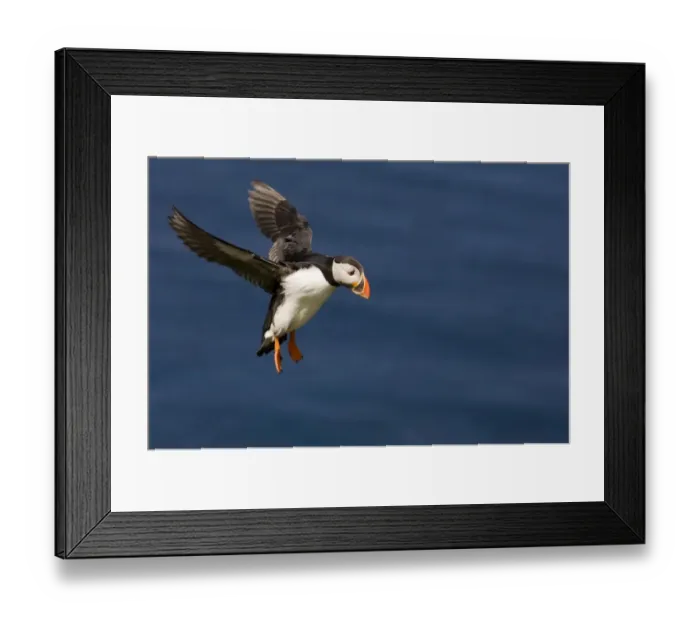 Framed Print : Puffin (Fratercula arctica) Shetland Scotland June Framed Print : Puffin (Fratercula arctica) Shetland Scotland June