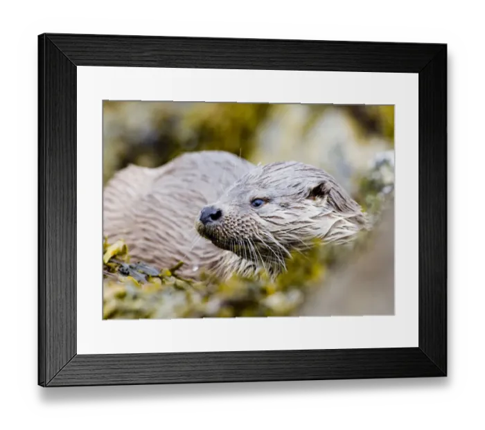 Framed Print : Otter Lutra lutra Shetland June Framed Print : Otter Lutra lutra Shetland June
