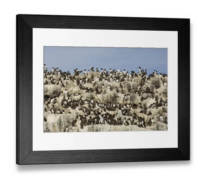 Framed Print : Guillemot colony Uria aalge Staple Island Farne Islands Northumberland summer Framed Print : Guillemot colony Uria aalge Staple Island Farne Islands Northumberland summer