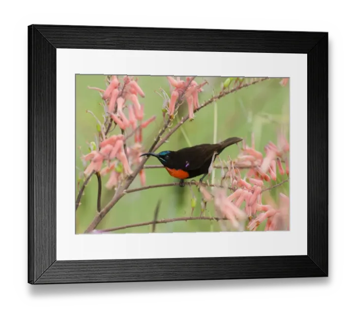 Framed Print : Hunters Sunbird Nectarinia hunteri male Baringo Kenya July Framed Print : Hunters Sunbird Nectarinia hunteri male Baringo Kenya July
