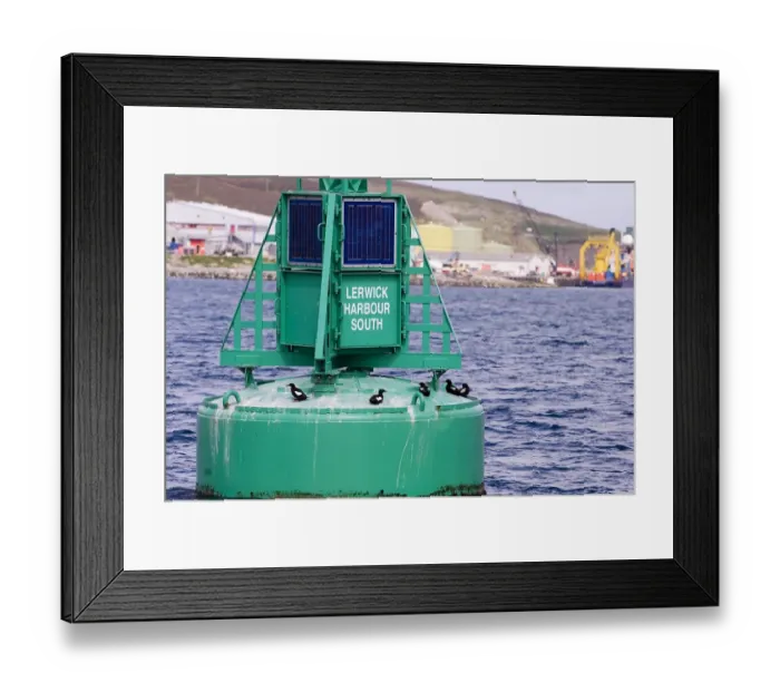 Framed Print : Black Guilemots Cepphus grylle on buoy Lerwick Harbour Shetland Scotland summer Framed Print : Black Guilemots Cepphus grylle on buoy Lerwick Harbour Shetland Scotland summer