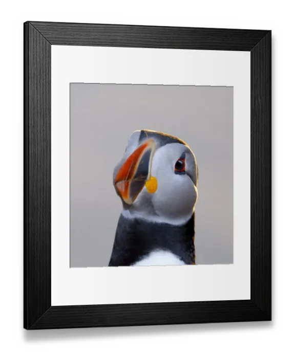 Framed Print : Puffin (Fratercula arctica) Shetland Scotland June Framed Print : Puffin (Fratercula arctica) Shetland Scotland June