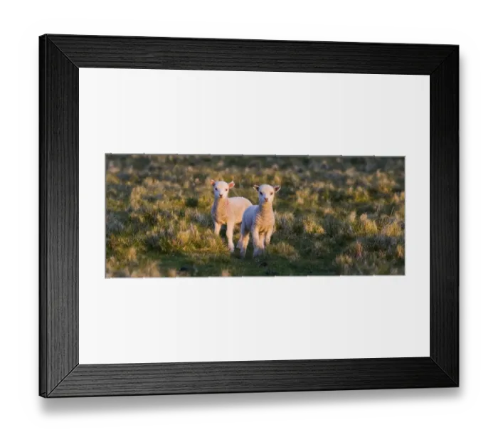 Framed Print : Lambs Shetland Scotland May Framed Print : Lambs Shetland Scotland May