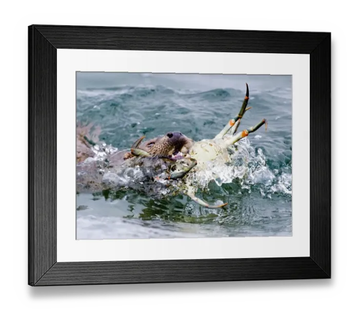 Framed Print : Otter Lutra lutra bringing crab ashore Shetland June Framed Print : Otter Lutra lutra bringing crab ashore Shetland June