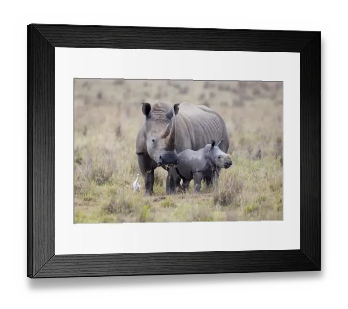 Framed Print : White Rhino with calf Lake Nakuru Kenya Framed Print : White Rhino with calf Lake Nakuru Kenya