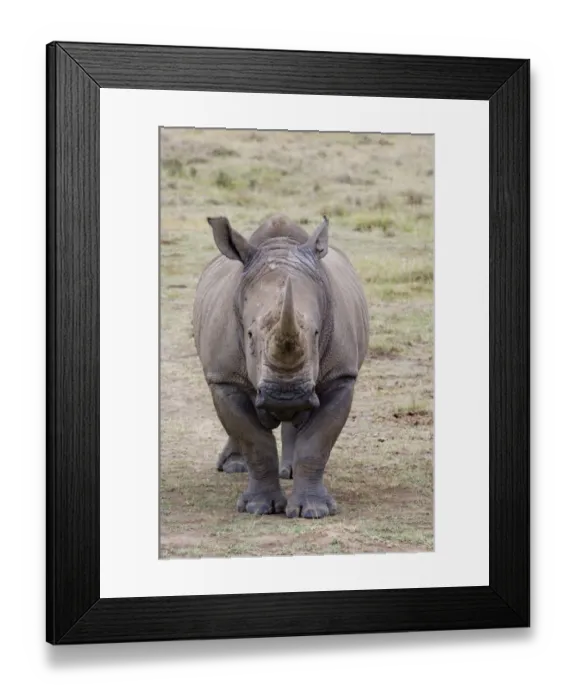 Framed Print : White Rhino Lake Nakuru Kenya Framed Print : White Rhino Lake Nakuru Kenya
