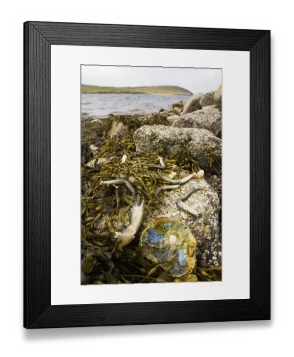 Framed Print : Remains of crab eaten by Otter Lutra lutra Shetland June